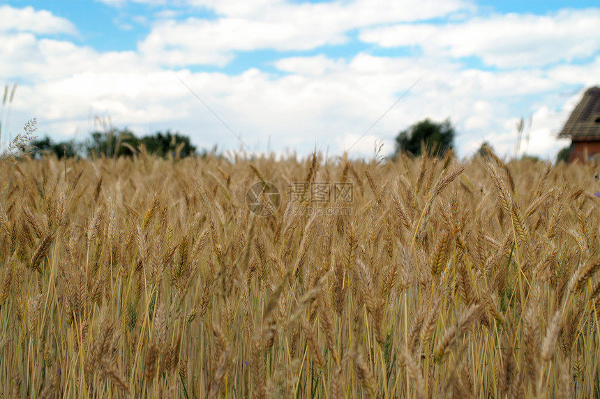 在农田种植的黄谷物可以收割了蓝色种子环境农作物金子烘烤大麦天空生长稻草图片