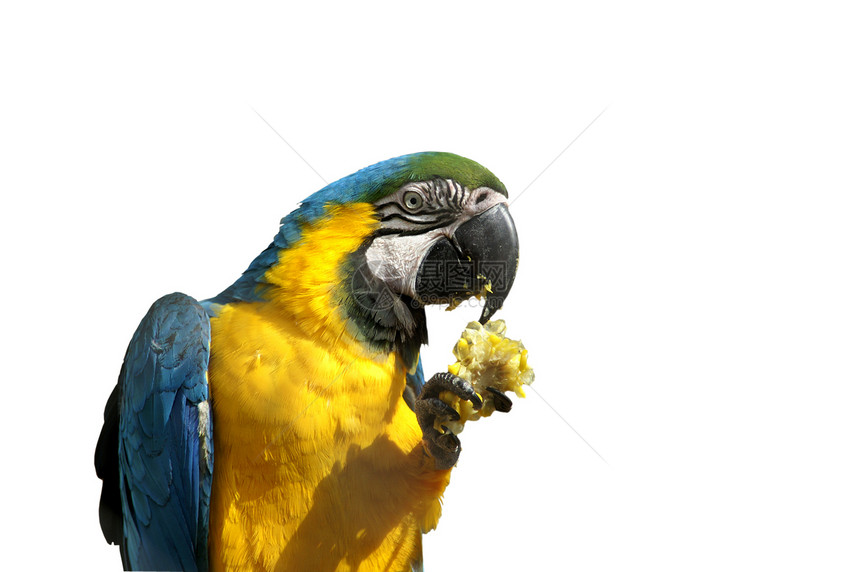 Parrot 鹦鹉玉米动物动物园白色图片