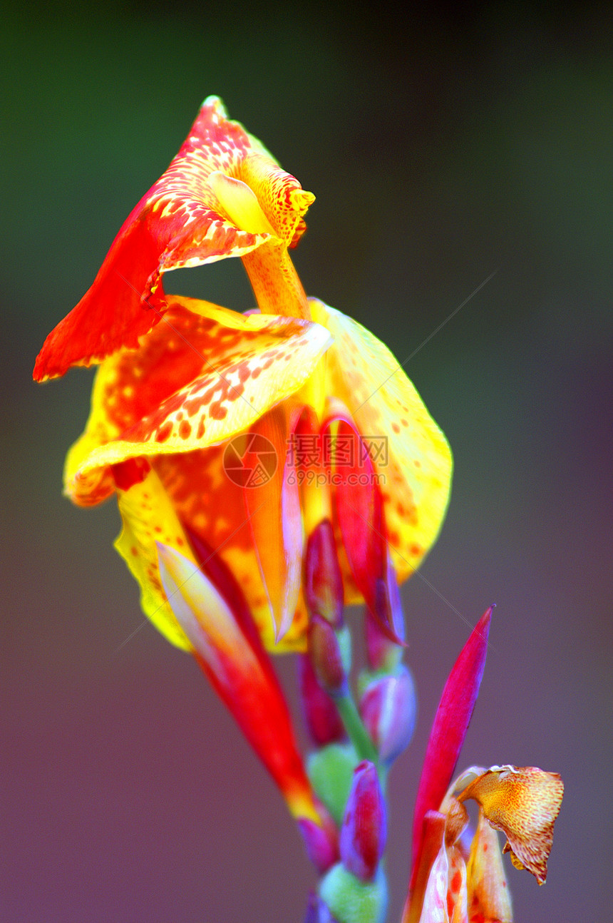 色彩多彩的抽象花花背景绿色红色装饰品植物群黄色图片