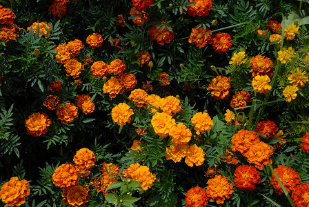 时数园丁草地花园橙子花店花朵背景