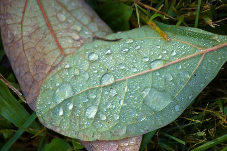 有露水的落叶背景图片