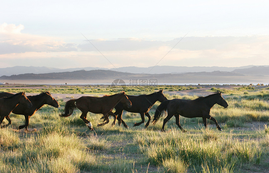 奔跑的野马沙漠灰尘动物草地天空荒野鬃毛戏剧性牧场绿色图片