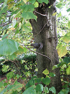 树上的松松鼠灰色动物背景图片