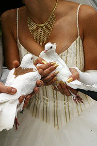 白鸽白色项链结婚婚姻美甲女性男人婚礼鸽子背景图片