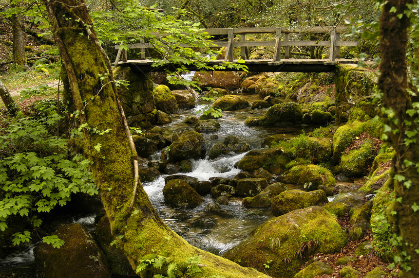 桥石头岩石荒野苔藓森林流动瀑布风景绿色植物图片