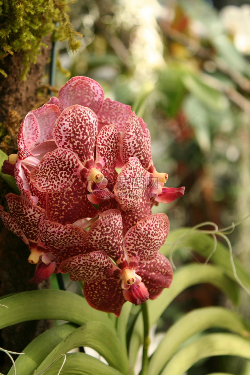 园林花卉兰花红色礼物植物群植物图片