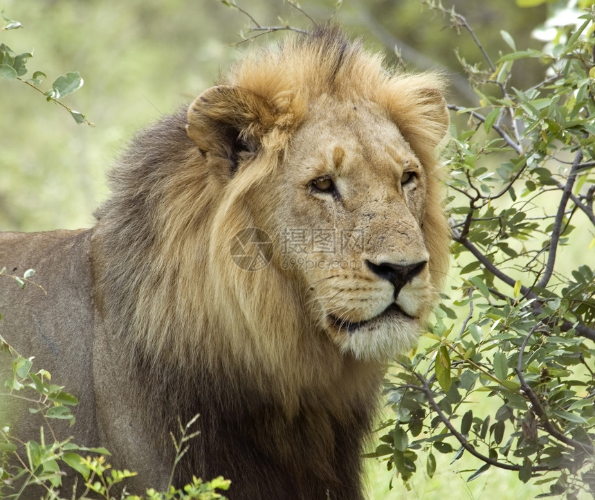 狮子野生动物头发捕食者荒野豹属侵略毛皮眼睛哺乳动物动物图片