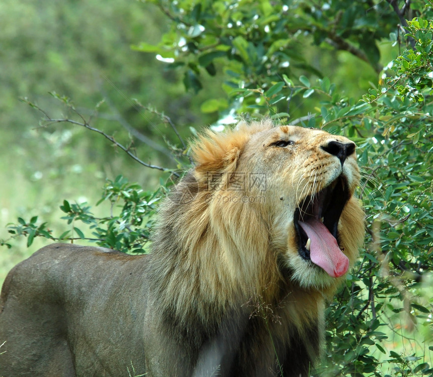 狮子生态头发侵略捕食者猫科豹属哺乳动物眼睛荒野动物图片