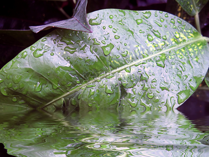 叶子雨滴植物环境反射天气繁荣公园水滴季节生长图片