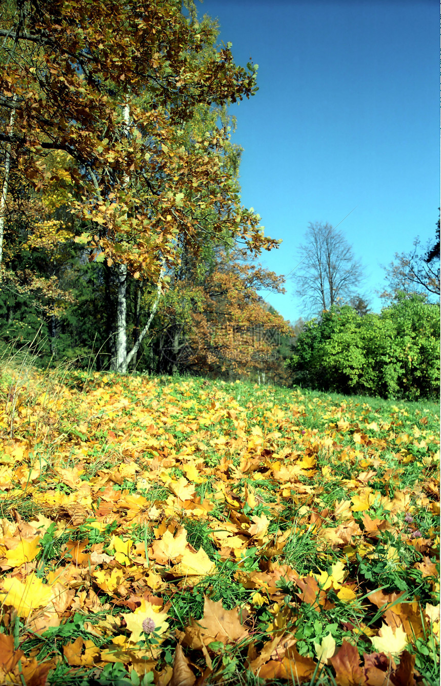 秋瀑天空公园晴天树叶黄色绿色阳光季节植物群蓝色图片