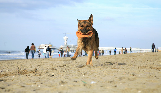 阿甘奔跑德国牧羊犬阿尔萨提安喜悦练习动物跑步锻炼乐趣海滩享受动力学速度背景