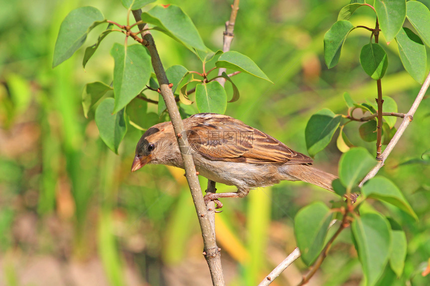 麻雀季节动物翅膀鸟类树叶羽毛绿色棕色图片