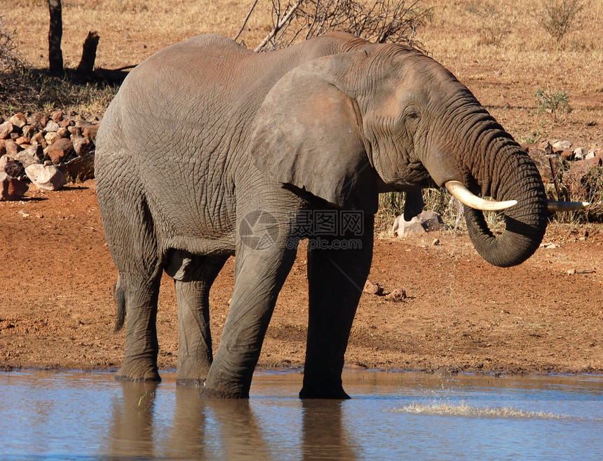 非洲大象尾巴植物群濒危野生动物森林生态动物力量獠牙身体图片