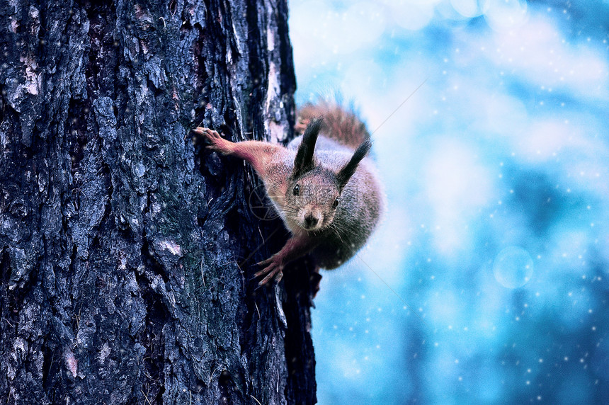 奇怪松鼠好奇心温度乐趣毛皮森林季节动物树木蓝色尾巴图片
