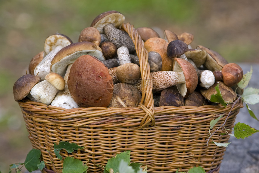 篮子里全是新鲜的秋天蘑菇图片
