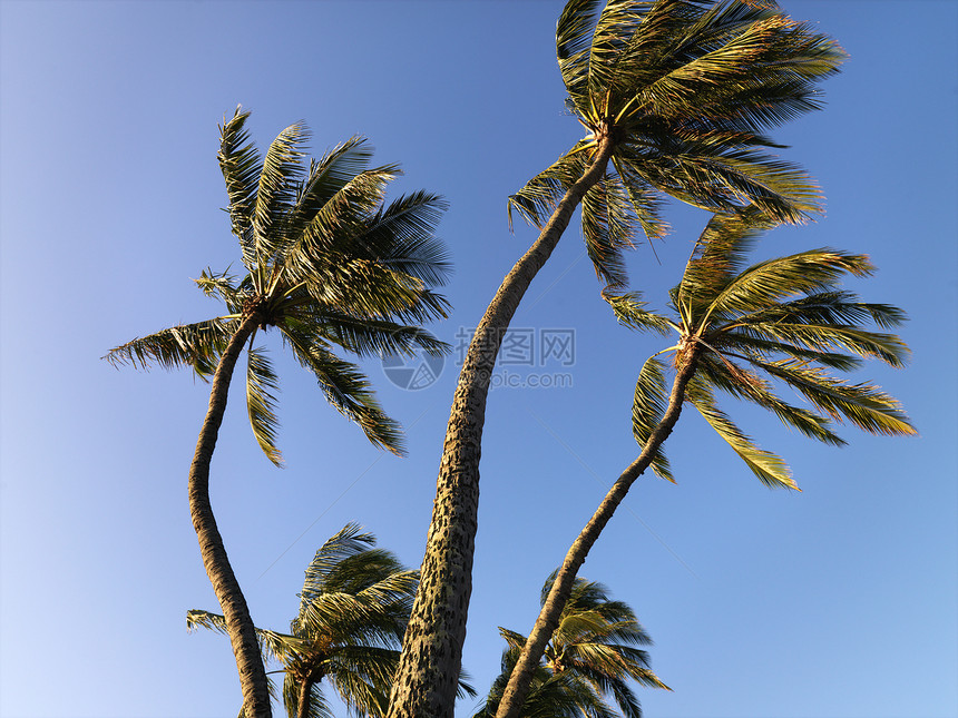 棕榈树在风中吹动图片