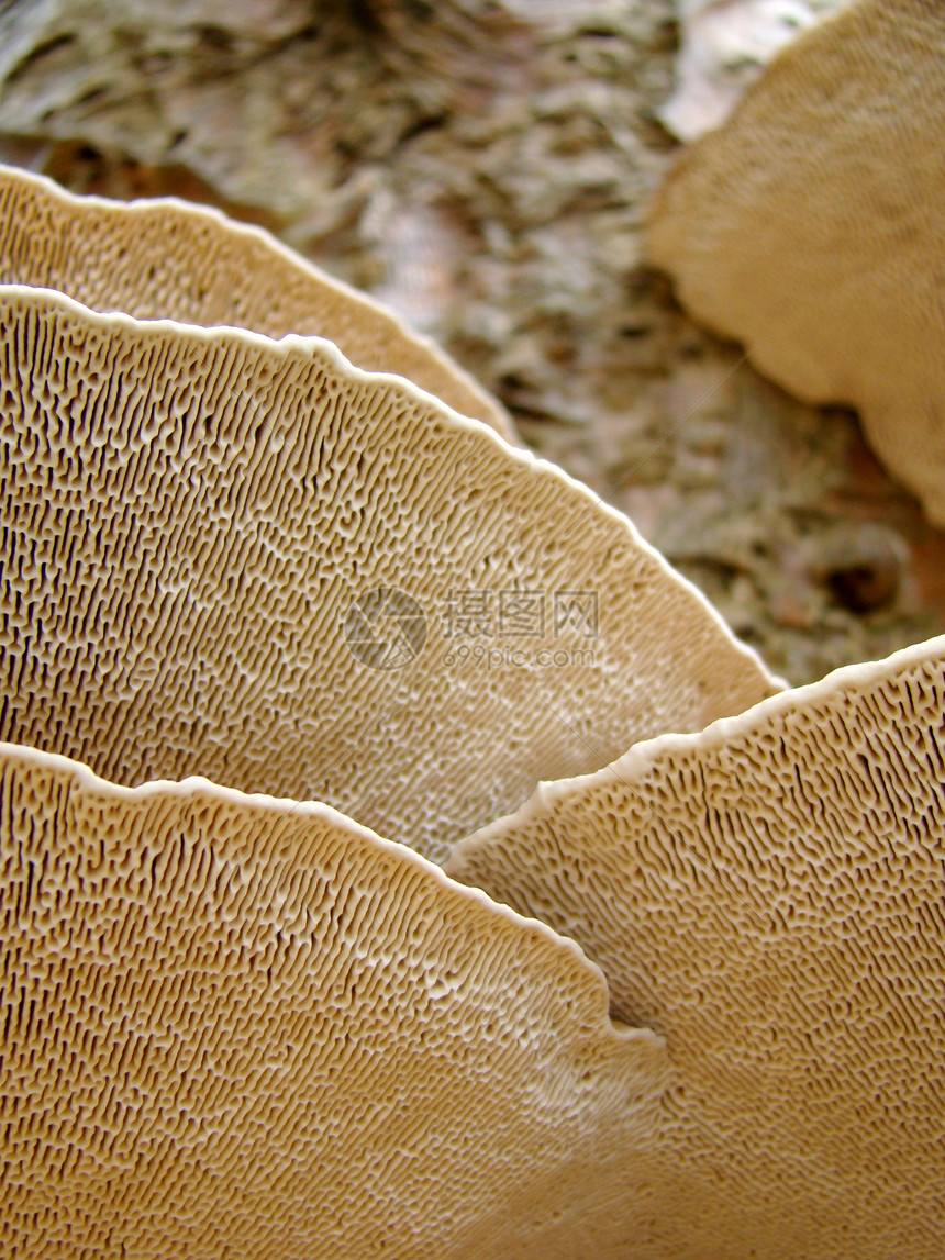 蘑菇白色图片