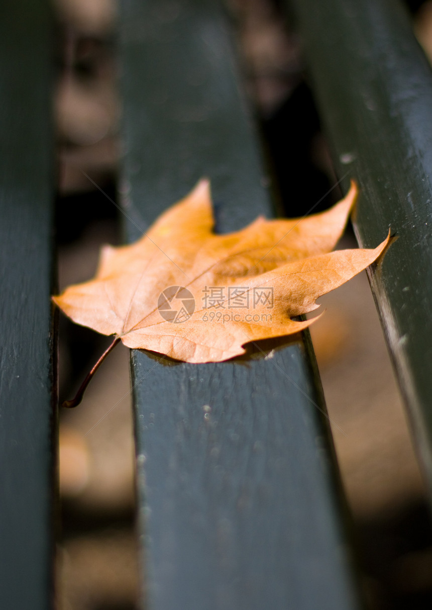 在长凳上坠落的叶子图片