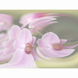 粉末抽象兰花背景图片