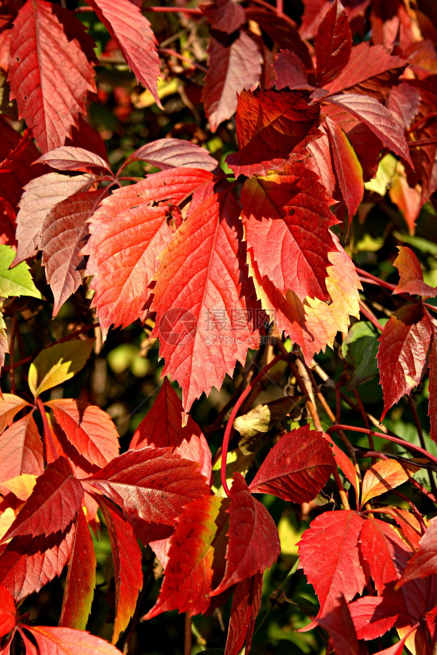 秋叶 垂直叶子橙子季节红色绿色金子衬套黄色树叶植物图片