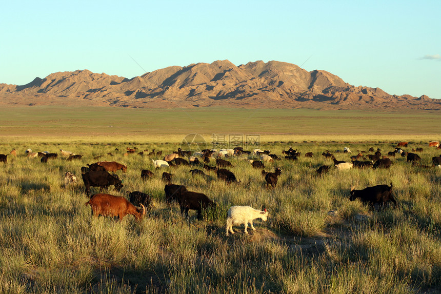 在蒙古草原上牧羊黑色哺乳动物环境牧场牛奶白色绿色季节动物乡村图片