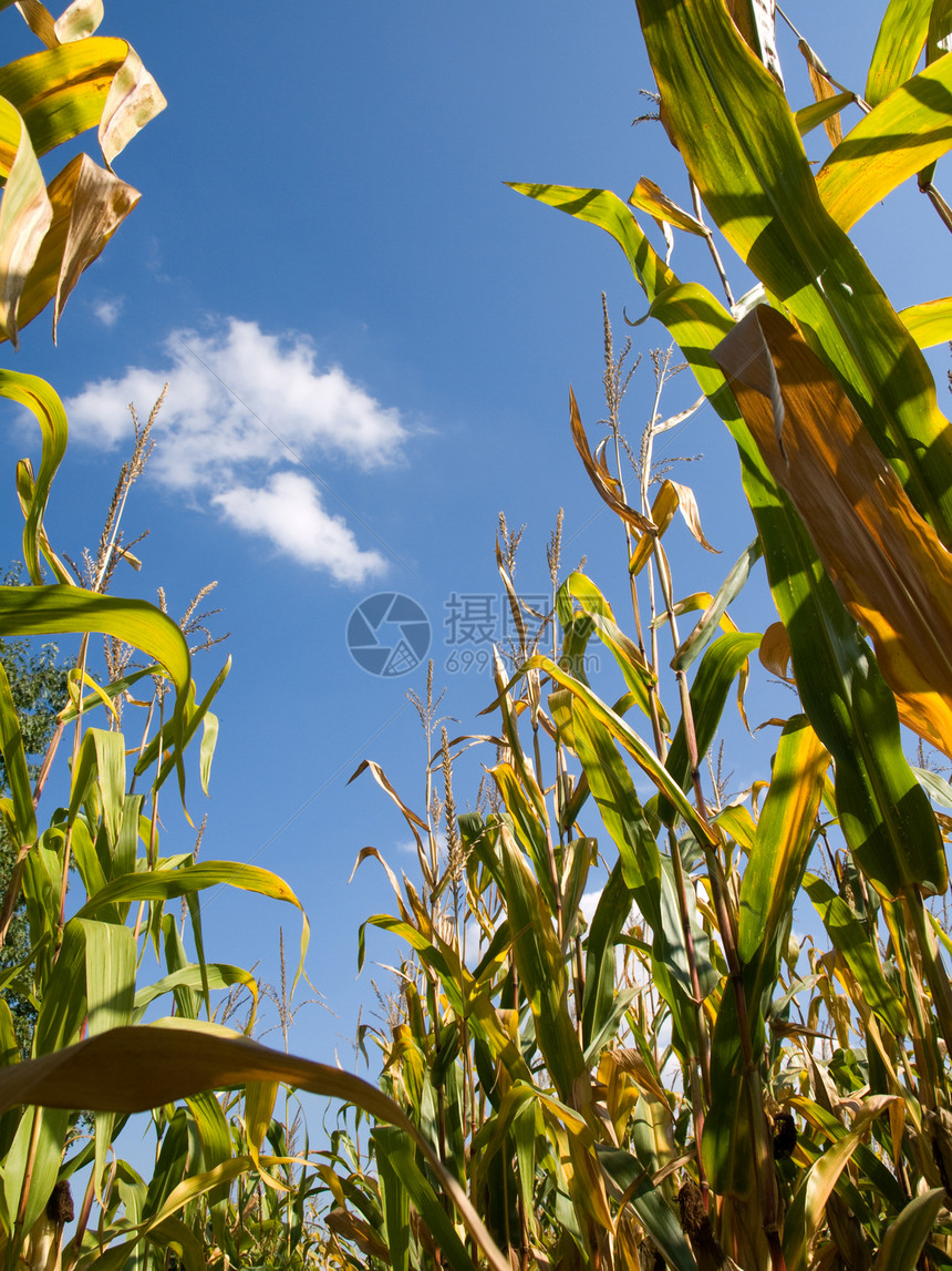 夏季末的玉米田蓝色乙醇栽培谷物场地绿色植物农场农村季节图片