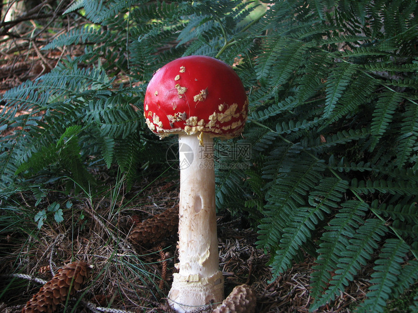 蘑菇危险生长森林红色真菌图片