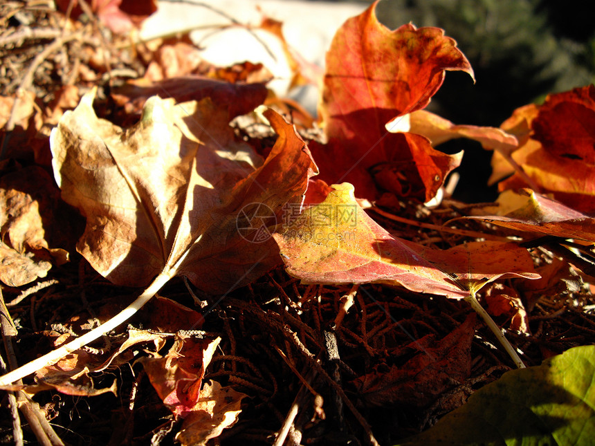 秋季自然阳光太阳天空美化生长树木森林黄色环境图片