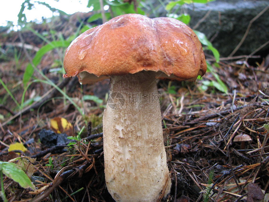 蘑菇生长森林真菌图片