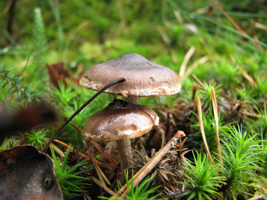蘑菇森林真菌生长图片