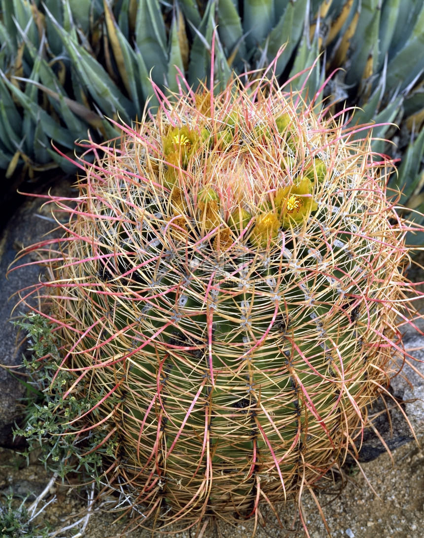 巴列仙人掌植物干旱图片