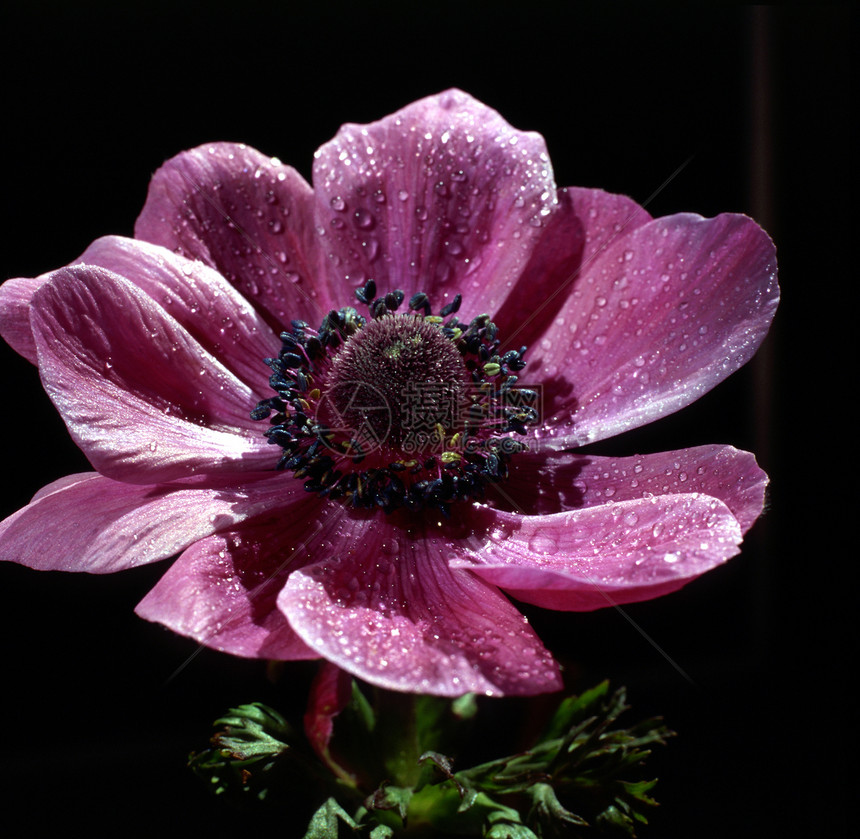 阿内蒙花朵植物群紫色花园海葵图片