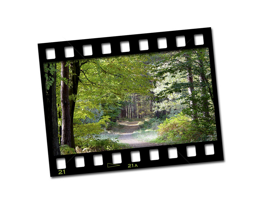 电影院框架边界拍摄艺术树木相机绿色照片插图图片