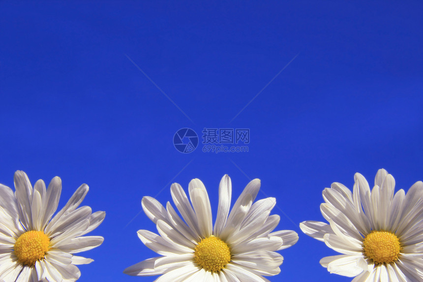 三个菊花阳光天空生长种子叶子场地晴天季节蓝色雏菊图片