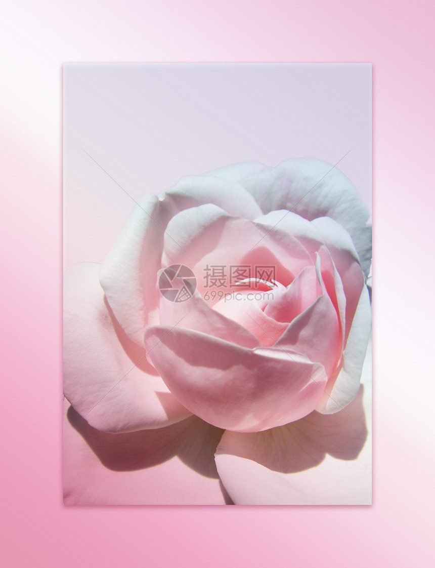 粉红玫瑰花浪漫艺术花瓣叶子插图红色图片