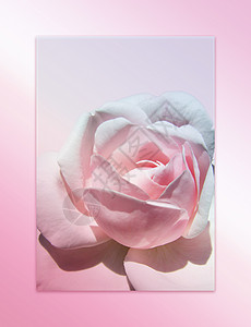 粉红玫瑰花浪漫艺术花瓣叶子插图红色背景图片