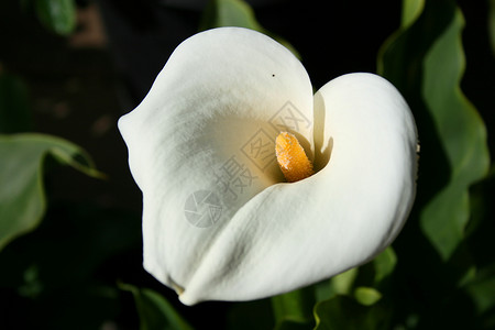 卡拉莉莉花阳光植物黄色宏观百合阳光照射植物群季节花园分支机构背景图片