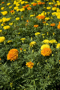 黄康季节性黄色橙子美丽季节野花粉色阳光晴天红色高清图片