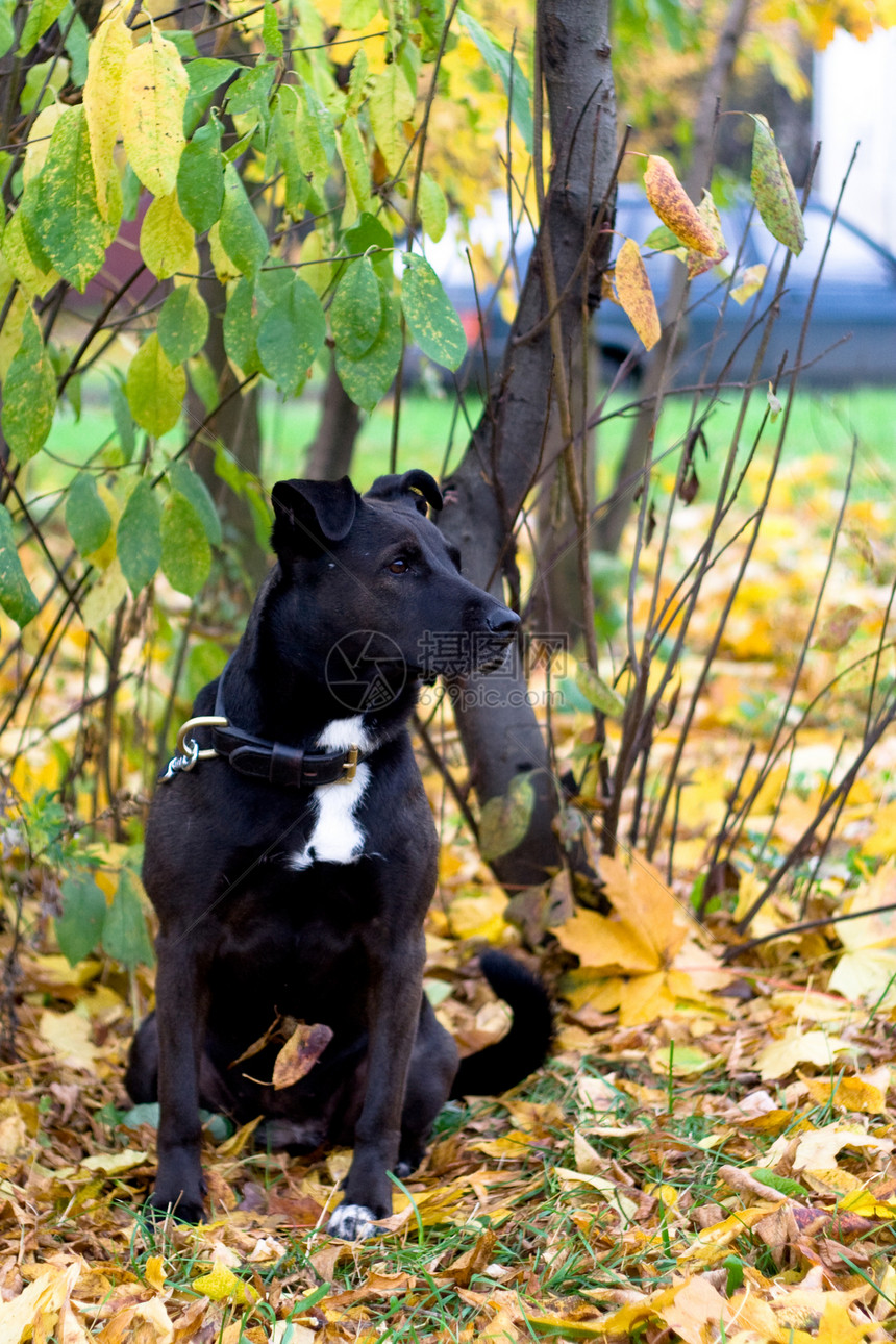 坐狗悲伤动物黑色黄色树叶猎犬宠物白色衣领树干图片