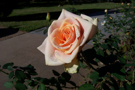 桃玫瑰背景图片