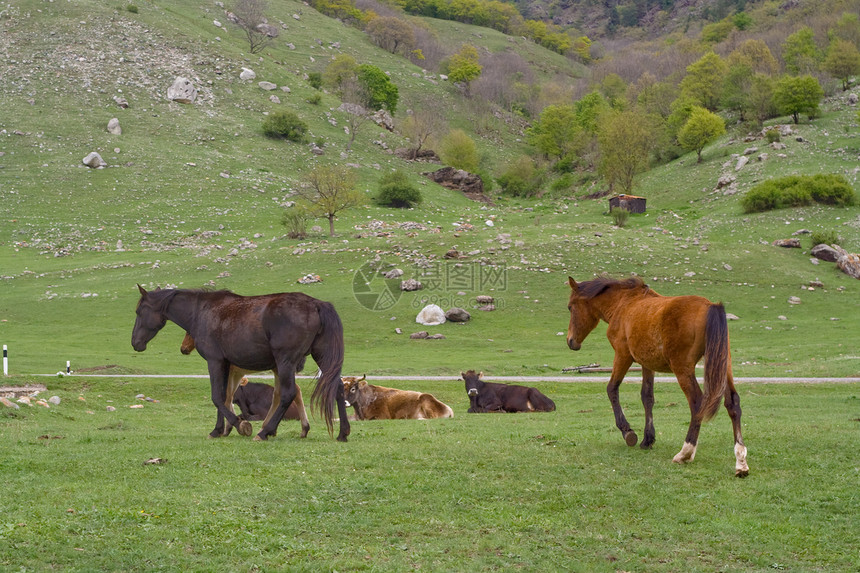 马和牛马匹场地邮政农场家畜山腰棕色牧场黑色衬套图片