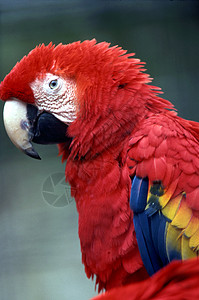 斯嘉丽马考鹦鹉热带金刚鹦鹉森林背景图片