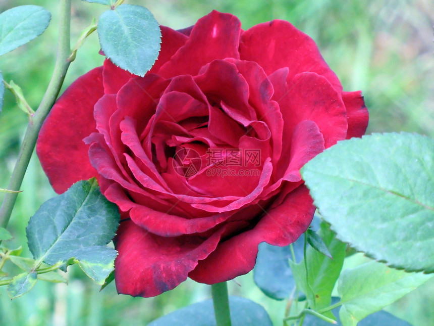红玫瑰花园草地红色宏观花瓣叶子生活脆弱性绿色礼物图片