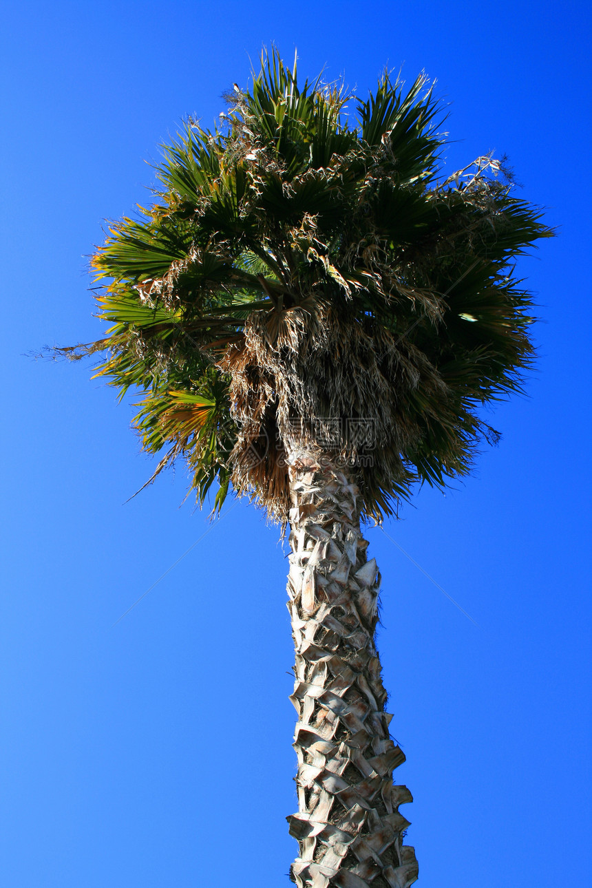 热带棕榈树晴天公园天空植物树叶森林椰子花园植物群棕榈图片