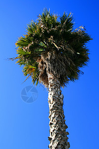 热带棕榈树晴天公园天空植物树叶森林椰子花园植物群棕榈背景图片