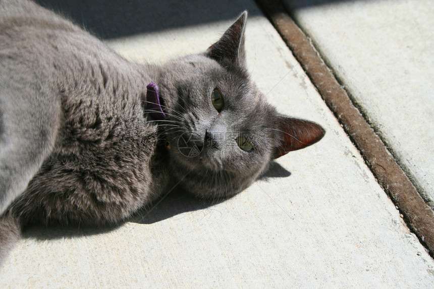 灰色内短毛短毛猫爪子短发动物宠物猫咪小猫图片