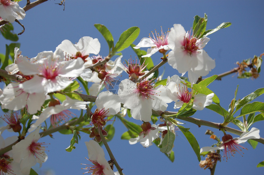 鲜花杏树花园蓝天植物杏仁区系白色季节植物群天空图片