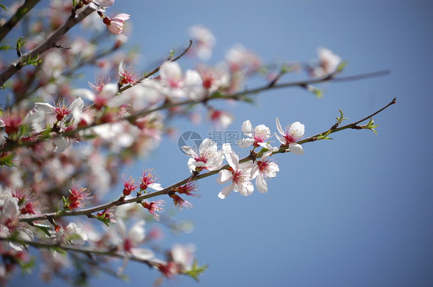 鲜花杏树杏仁蓝天植物群白色季节天空植物区系花园图片
