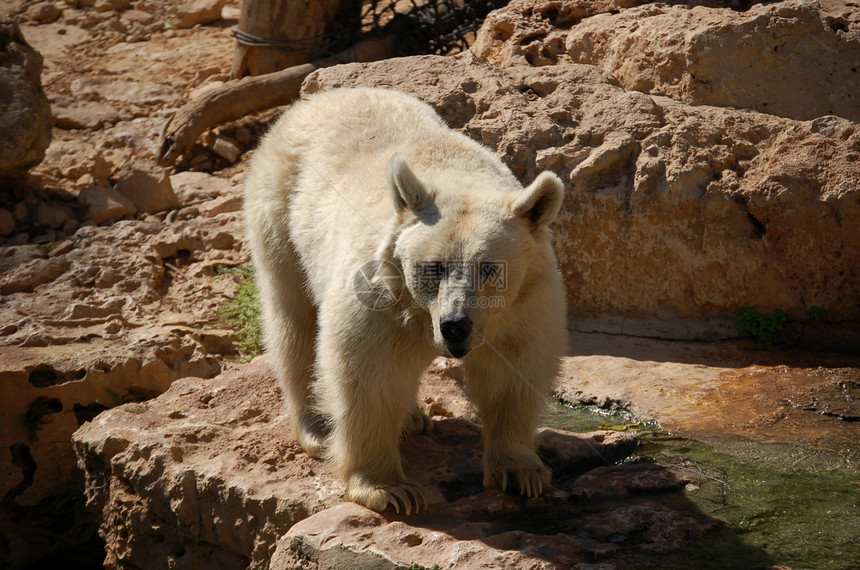 棕熊哺乳动物巨石动物群动物动物园捕食者危险石头图片