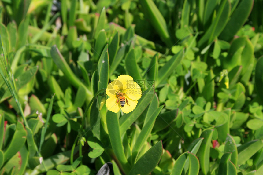 蜜蜂在Clover花朵上图片